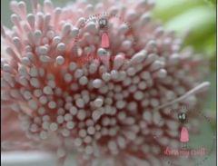 Pastel Thread Pollen - Baby Pink Pastel Thread Pollen - Baby Pink