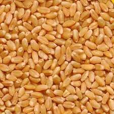 Organic Positive - Sharbati Wheat - 1 kg-1000 gms-Godhumai