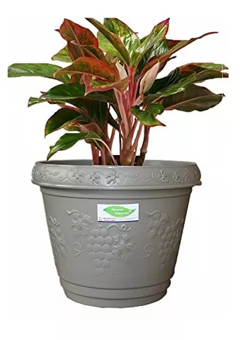 Blossom 12 inch decorative pot Grey color (PACK OF 2) - Minerva Naturals