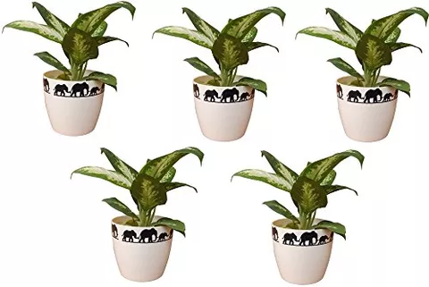 Table top planter 5 inches Elephant printed ( Pack of 5 ) - Minerva Naturals