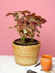 HabereIndia - Eco Friendly planters/Fruit and Vegetable Basket Planters (Dry Grass)