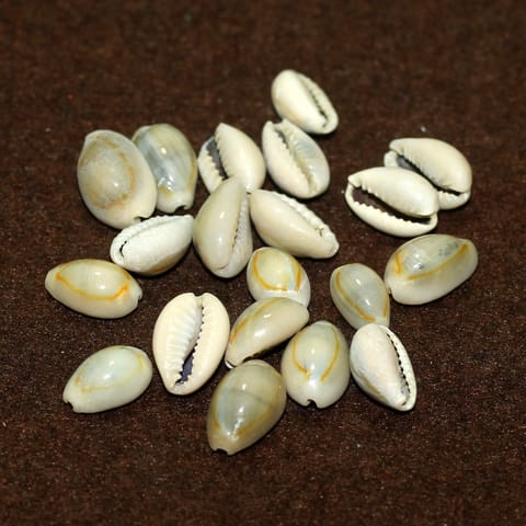 50 Pcs, 12-15mm Without Hole Sea Shell Cowrie Cowry Beads