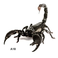 3D Car Stickers Animals Bumper Stickers Spider Lizard - A18