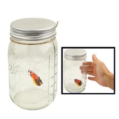 Sensitive Butterfly in a Glass Jar (Transparent)