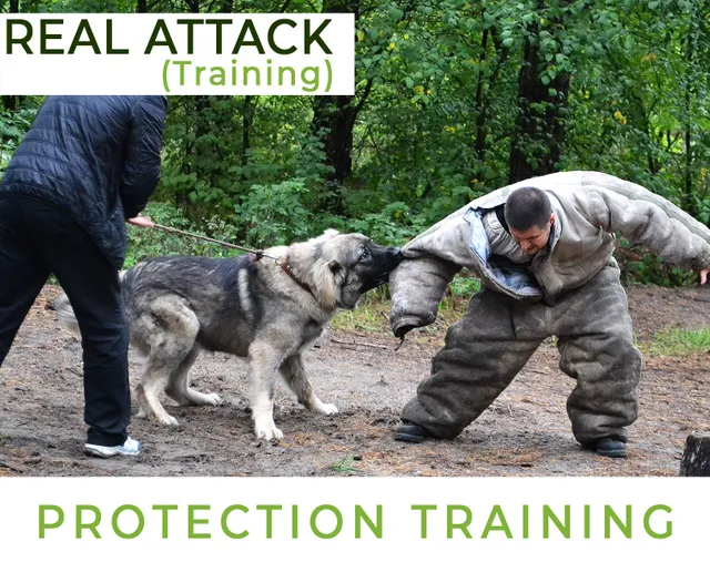 Protection Training Real Attack
