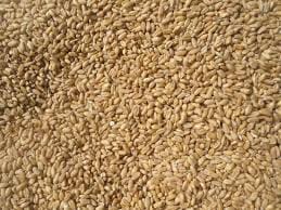 Organic Wheat / Gehun 1 kg