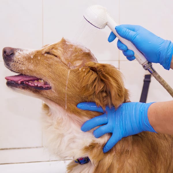 Medical shower for mid size dogs