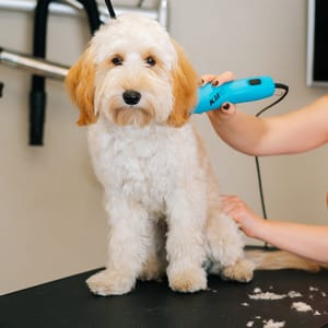 Hair shaving for mid size dogs