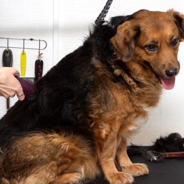 Hair shaving for big size dogs
