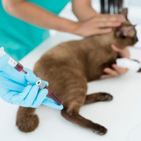 CBC blood test for cats