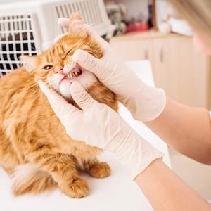 Dental cleaning for cats