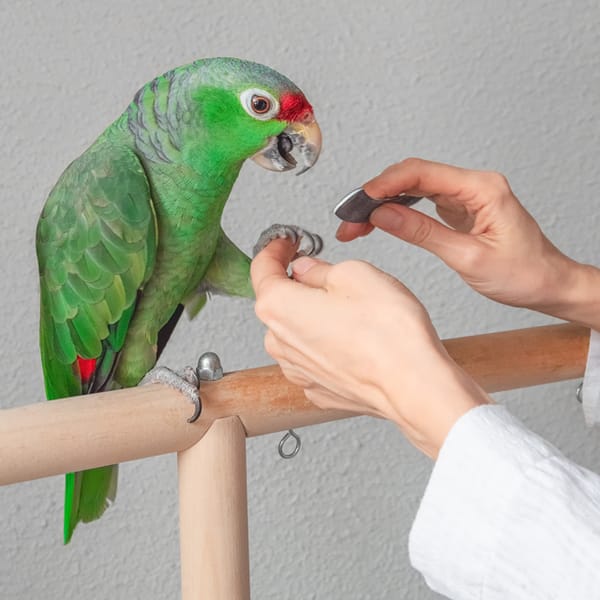 Filing nails and beaks for small birds
