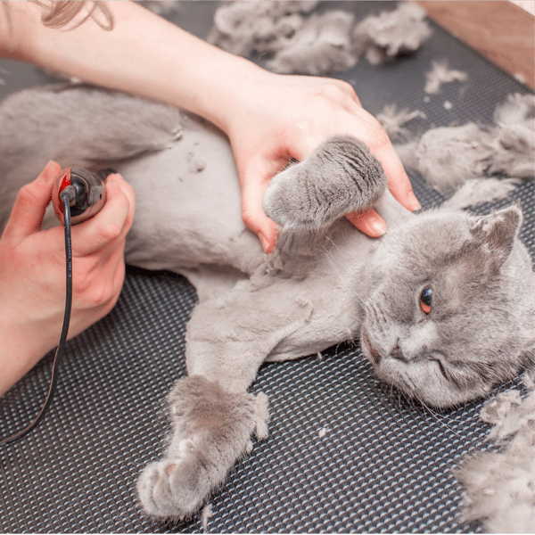 Hair Cutting for Cats