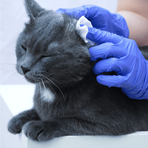 Ear Cleaning for Cats