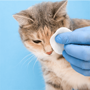 Eye Cleaning for Cats