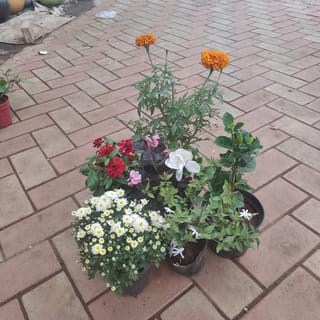 Flowering Combo - Set of 6 ( Zenia , Begonia, Marigold , Chrysanthemum, Gandhraaj / Gardenia, Chandni ) any colour